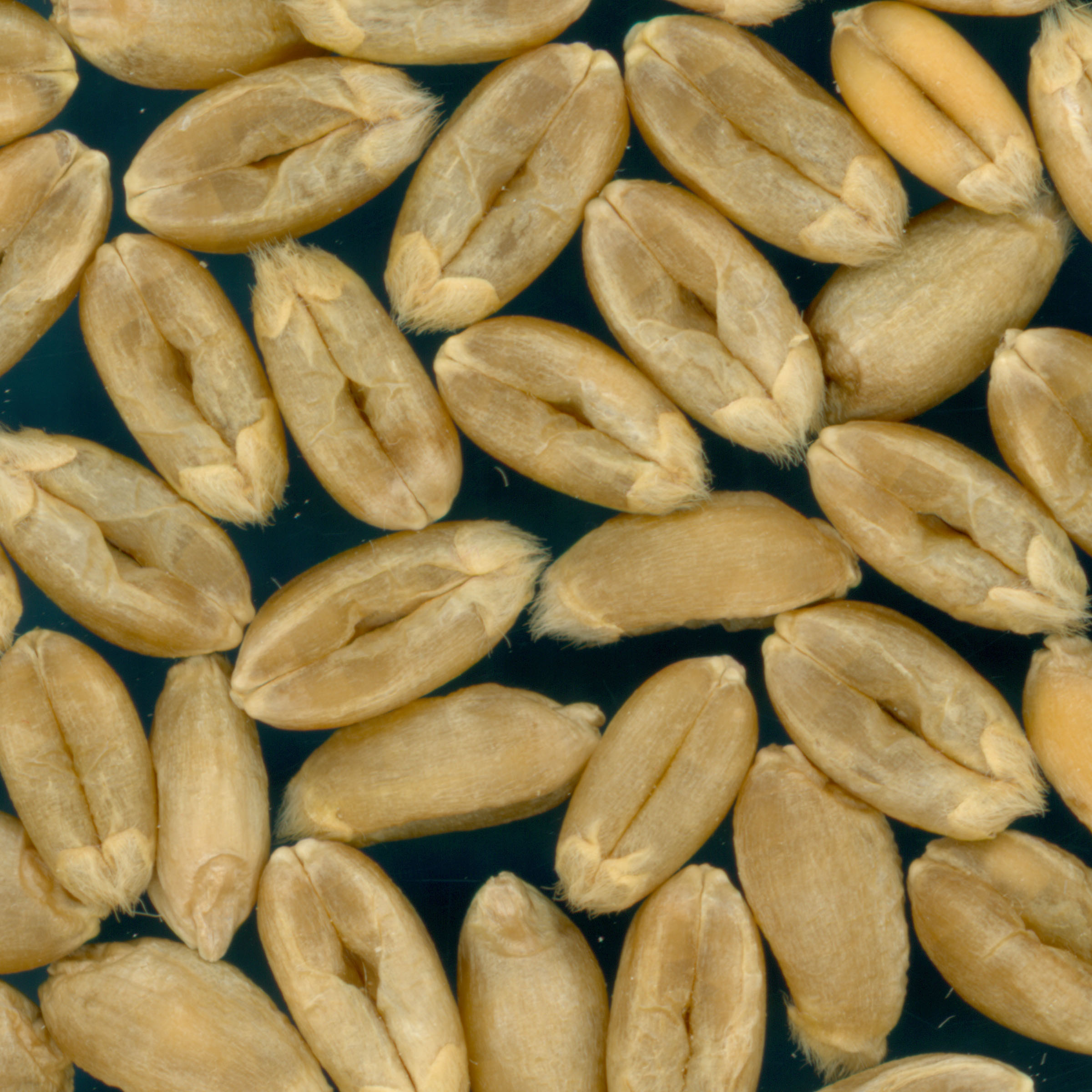 Click for 4 image(s) for this accession. KERNELS